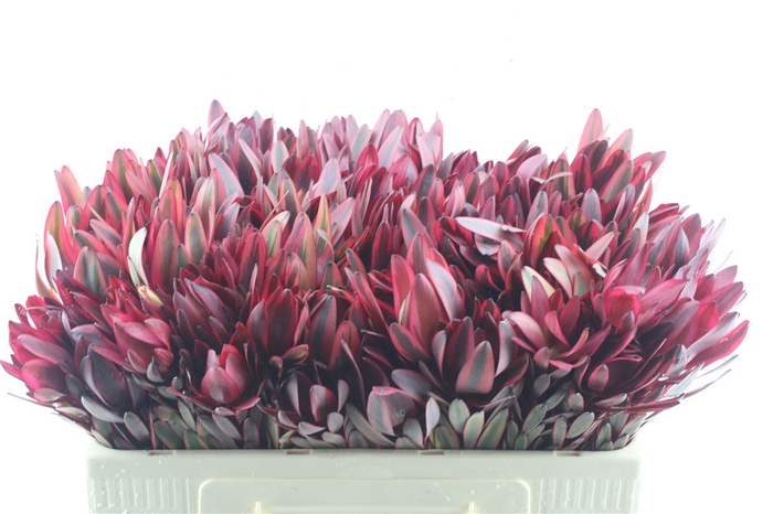 <h4>Leucad Jester</h4>