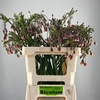 ALLIUM NECT SICULUM BULGAR ARTISTIEK