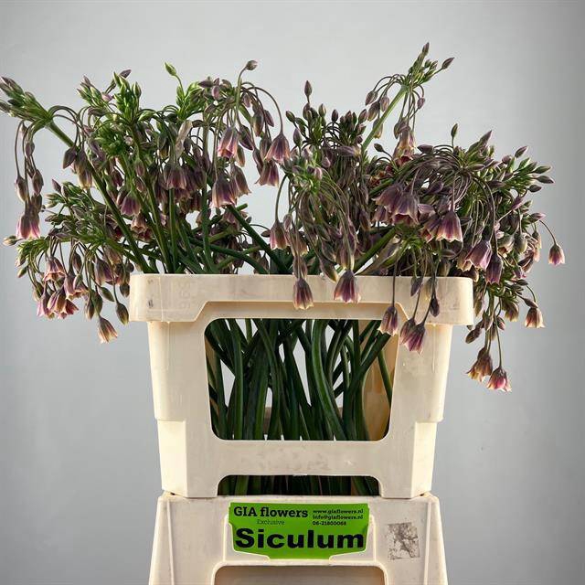 ALLIUM NECT SICULUM BULGAR ARTISTIEK