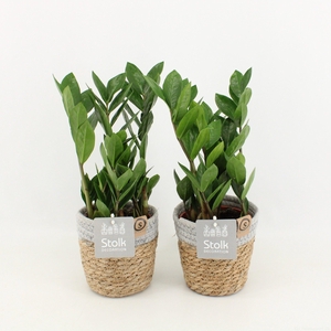 Zamioculcas Zamiifolia in Basket