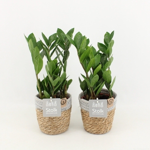 Zamioculcas Zamiifolia in Basket