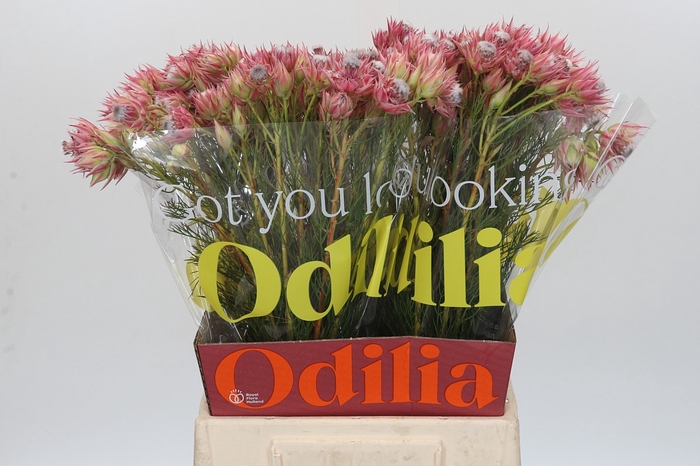 <h4>Blushing Bride Pink 6/9 Flowers</h4>
