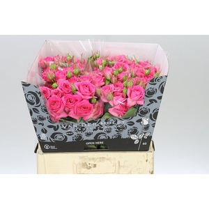 Rosa Tr Pink Dimension