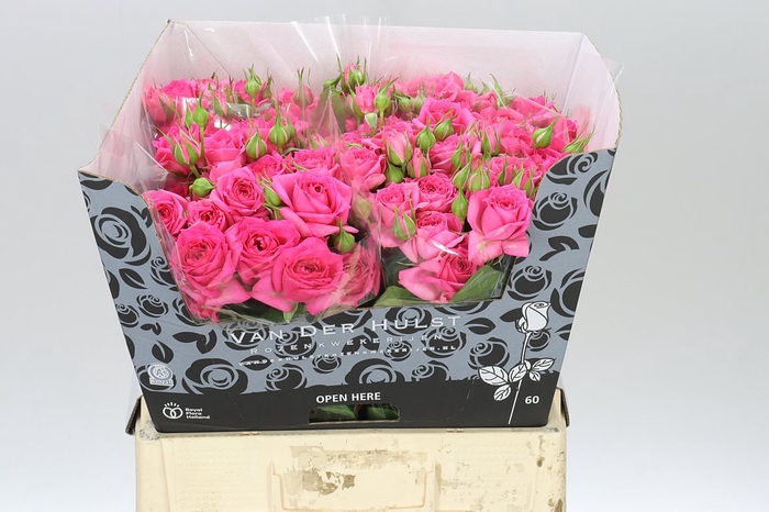 <h4>Rosa Tr Pink Dimension</h4>