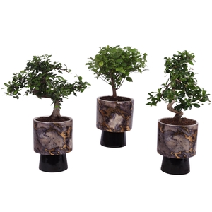 Bonsai Indoor Mix Ø12cm Mix B/S Shape in Ø 14cm Ceramic PL672