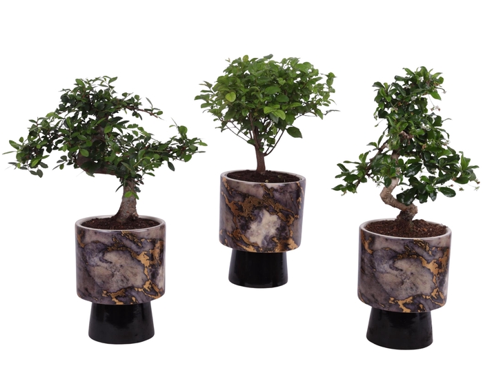 <h4>Bonsai Indoor Mix Ø12cm Mix B/S Shape in Ø 14cm Ceramic PL672</h4>