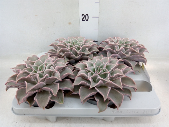 <h4>Echeveria   ...</h4>