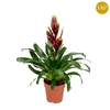 Vriesea Vogue paars
