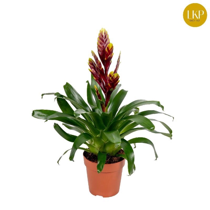 Vriesea Intenso Purple Flame paars-geel