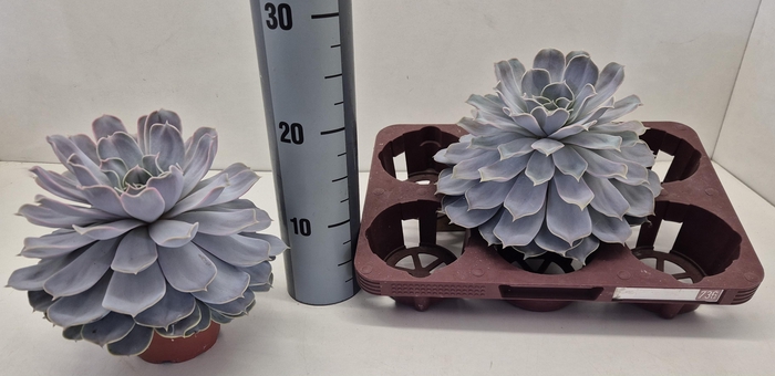 <h4>ECHEV LILACINA</h4>