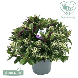 Hebe Donna Duo P15 (Groen en bont) Addenda®