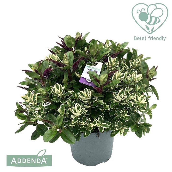 <h4>Hebe Donna Duo P15 (Groen en bont) Addenda®</h4>