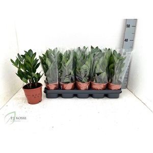 Zamio Zamiifolia