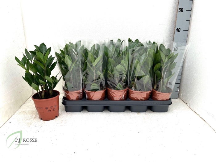 <h4>Zamio Zamiifolia</h4>
