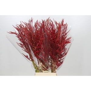 Bromelia Red Paloma