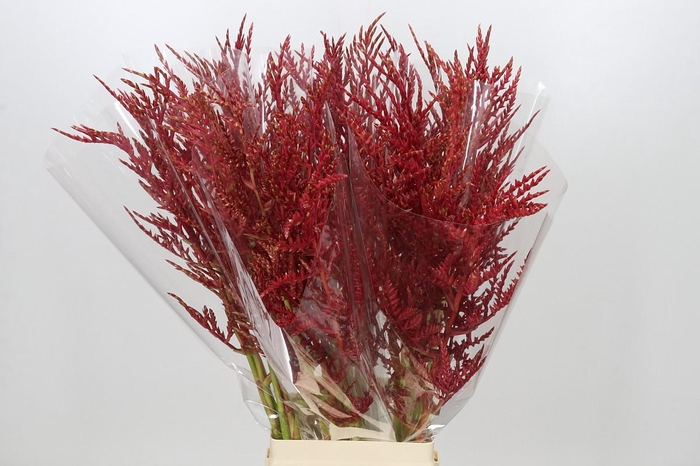 <h4>Bromelia Red Paloma</h4>