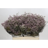 Limonium ov Safora Oshi Pink