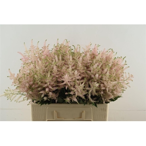 Astilbe Europa 60cm