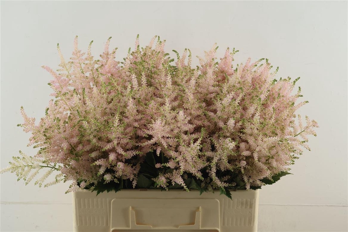 <h4>Astilbe Europa 60cm</h4>