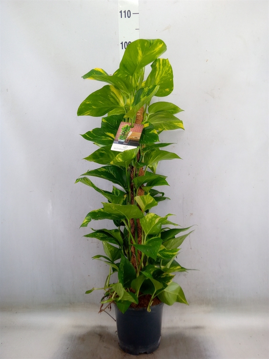 <h4>Epipremnum pinn.   ...moss stick</h4>