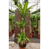 Dracaena overig