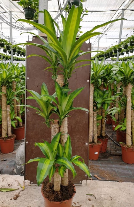 Dracaena overig