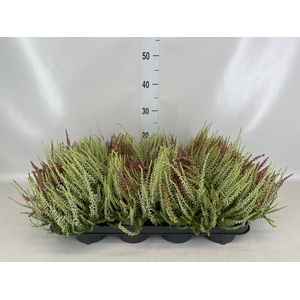 Calluna vulg. 'Garden G Twin'