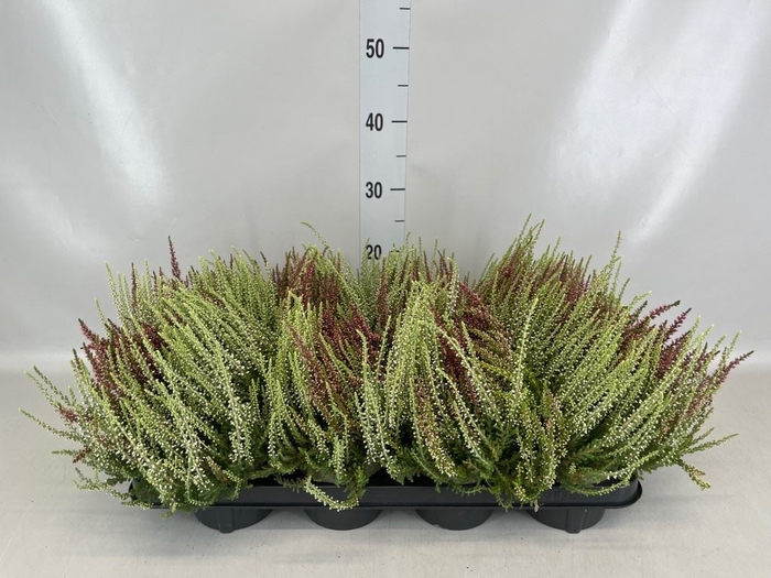 <h4>Calluna vulg. 'Garden G Twin'</h4>