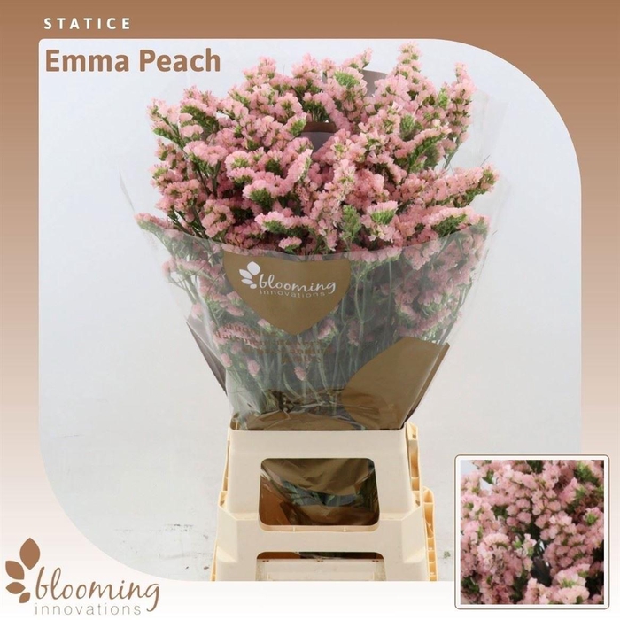 <h4>Lim S Emma Peach</h4>