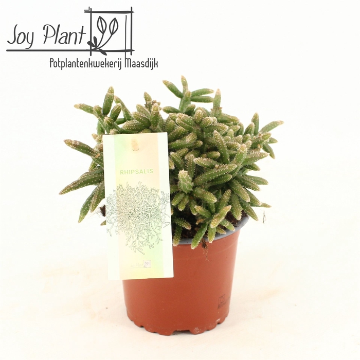 <h4>Rhipsalis baccifera subsp. horrida</h4>