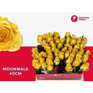 R Gr Moonwalk