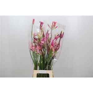 Nerine Mix Artistiek