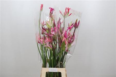 <h4>Nerine Mix Artistiek</h4>