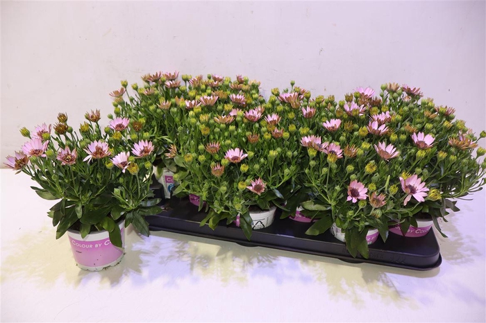 <h4>Osteo Pink Double</h4>