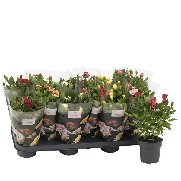 <h4>Nolina Roses Ø 10.5 cm Mix</h4>