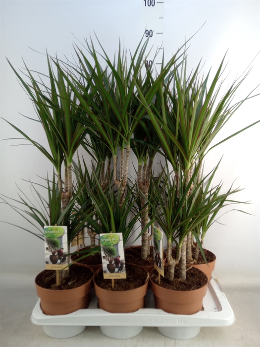 <h4>Dracaena marg.</h4>