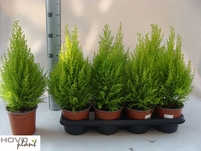 <h4>CUPR MA GOLDC WILMA</h4>