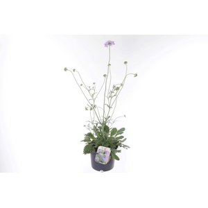 Scabiosa columbaria Butterfly Blue