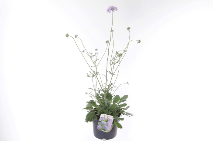 <h4>Scabiosa columbaria Butterfly Blue</h4>
