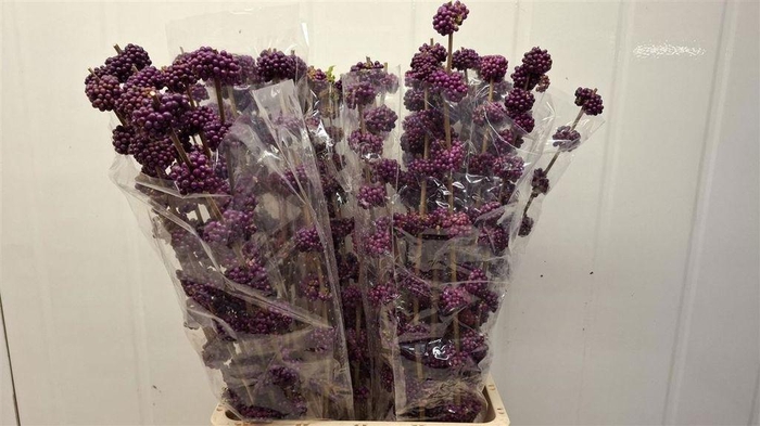 <h4>Callicarpa giraldii</h4>