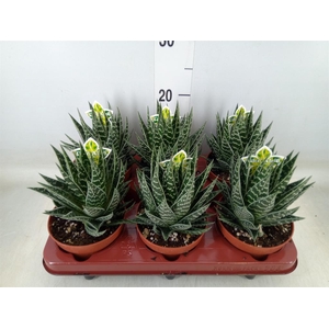 Aloe aristata 'Tiki Tahi'
