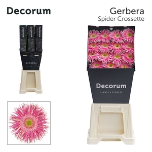 Gerbera Spider Crossette Diamond