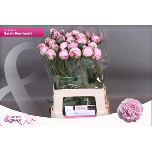 PAEO L SARA BERNHARD