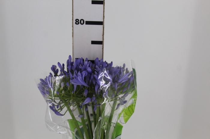 <h4>AGAPANTHUS AZUL</h4>