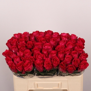 R GR MADAM CERISE