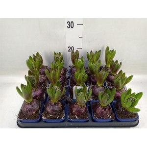 Hyacinthus orie. 'Blue Star'