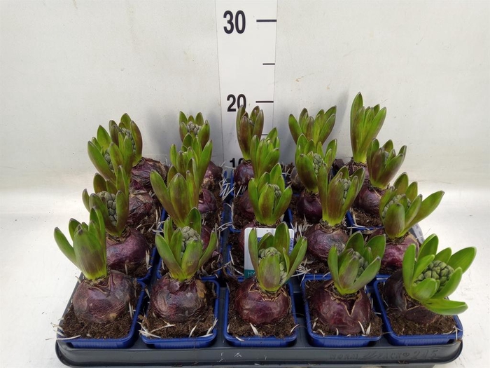 <h4>Hyacinthus orie. 'Blue Star'</h4>