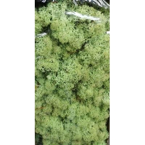 IJSLANDSMOS NR 66 MINTGROEN