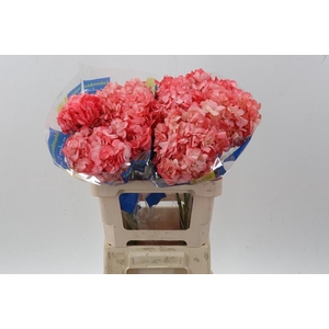 Hydr Pink Palo Tinted Sel