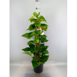 Epipremnum pinn.   ...moss stick